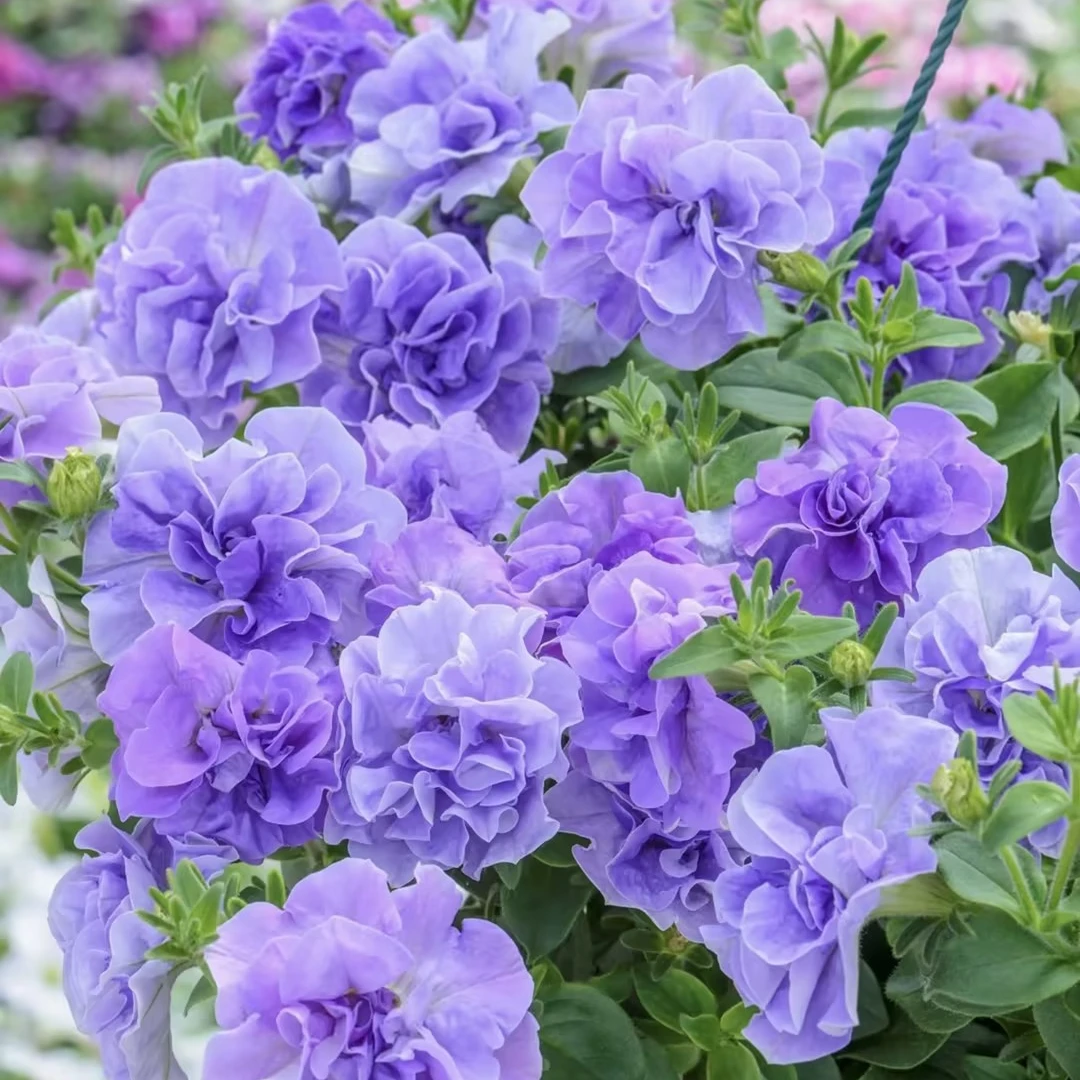 【庭院植物】重瓣垂吊矮牵牛盆栽阳台庭院花园多年生四季花卉易爆花