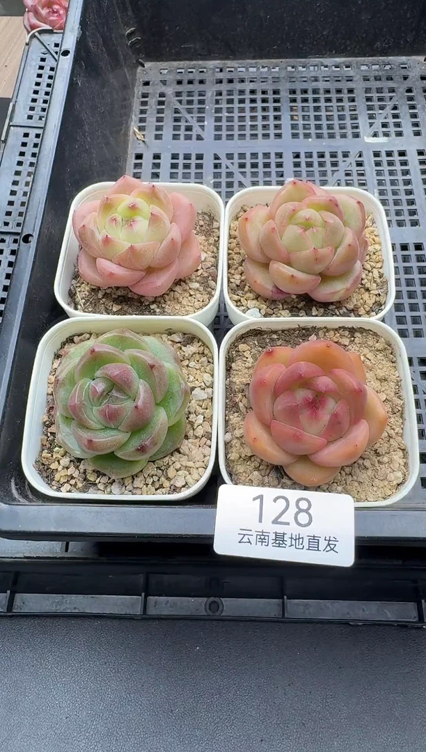 珍妮杂交多肉128