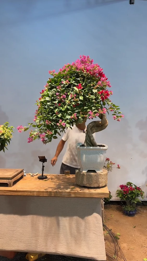 无花朵印*?三角梅专场一物一拍4
