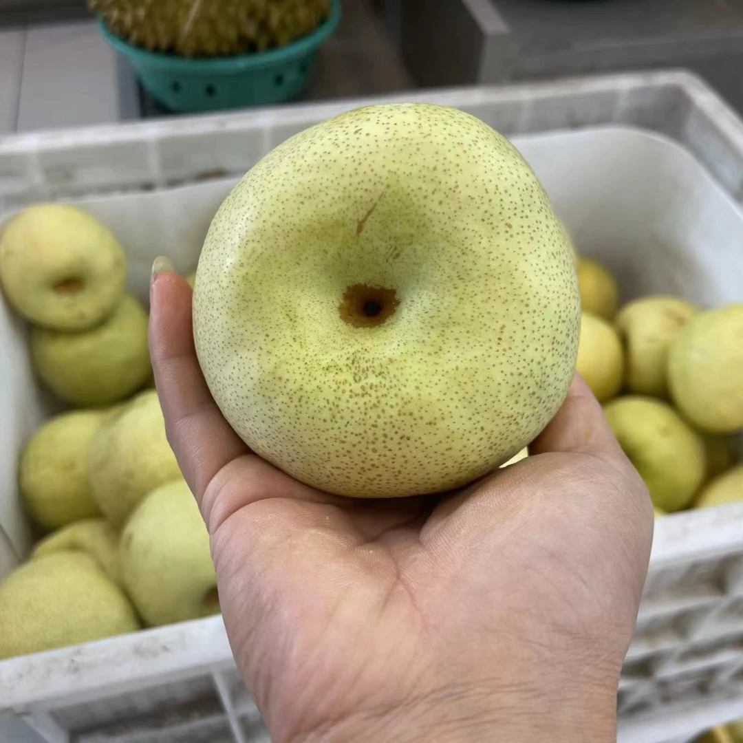 砀山梨一袋10斤