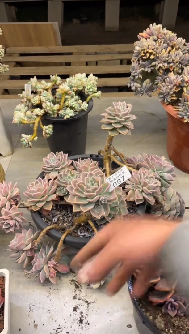 【闪购商品】97哈利