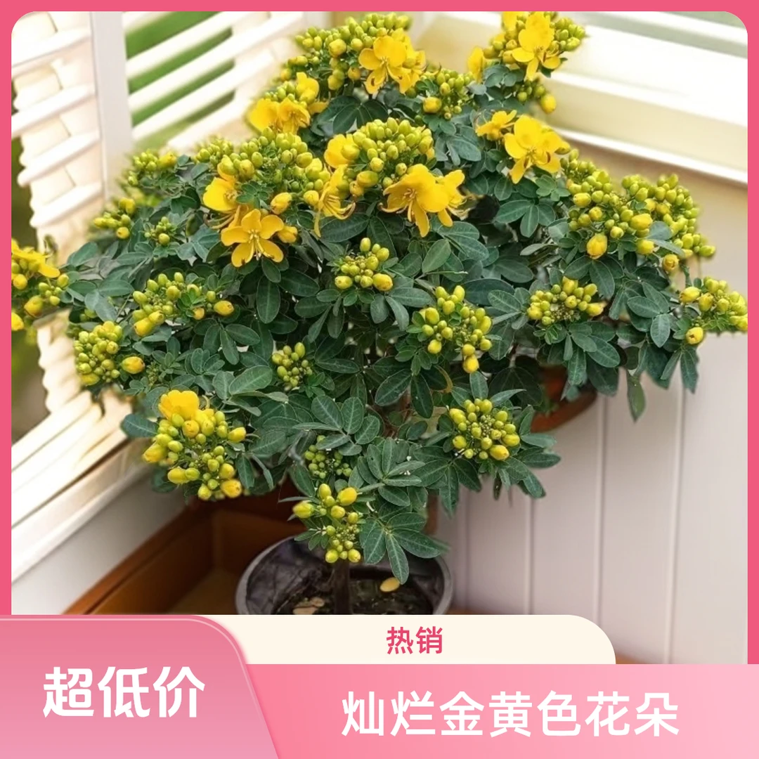 【带花苞发货】冠幅40cm左右高50cm左右黄金梅耐寒多年生