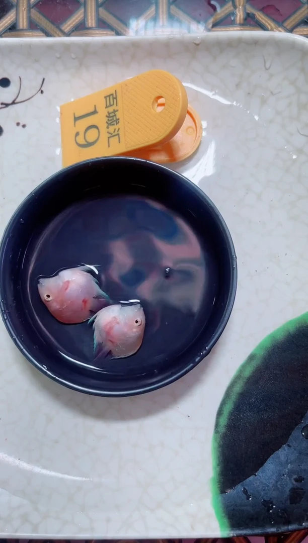 鹦鹉鱼胭脂一对桃心
