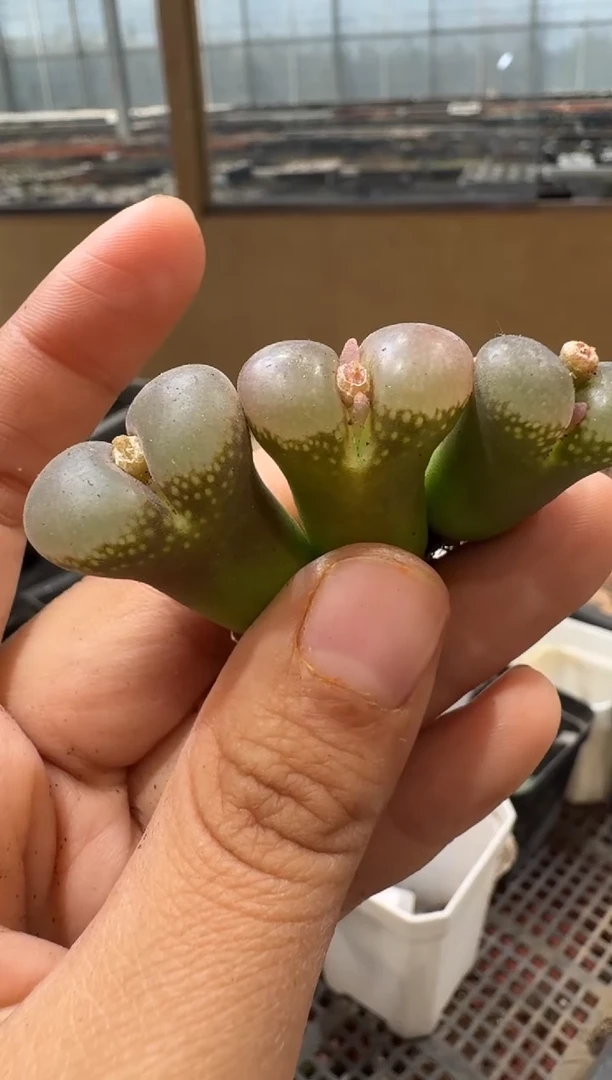 14-49多肉植物肉锥
