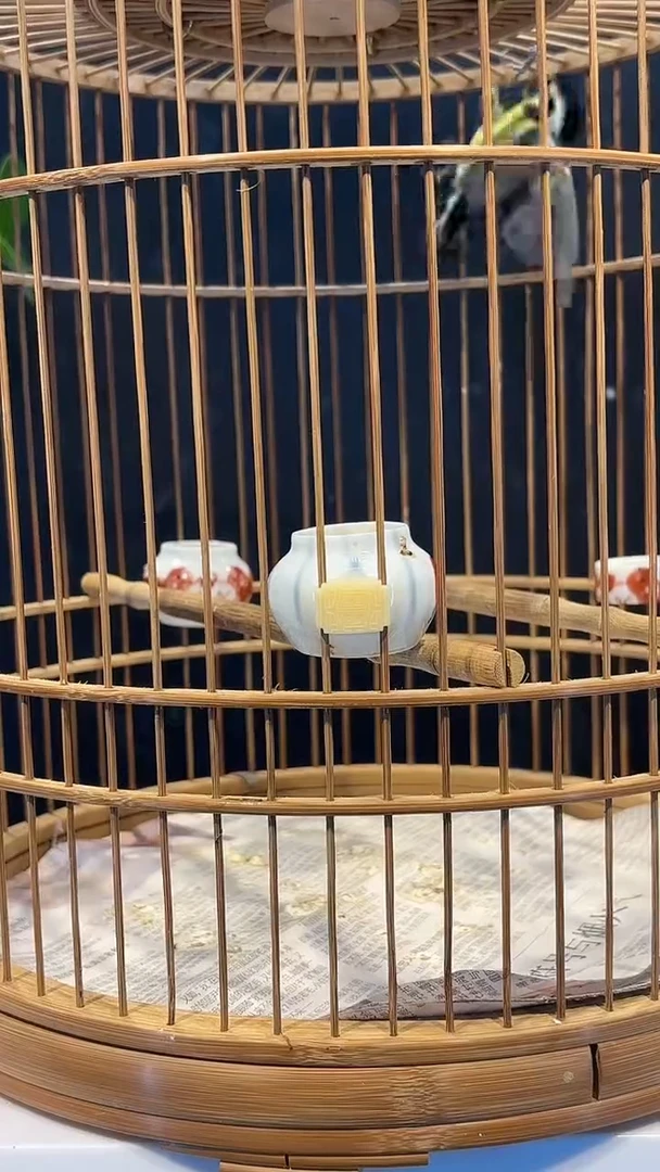 17号  点子养笼  0元起拍