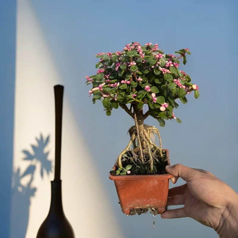 多肉植物提跟金枝玉叶盆栽雅乐之舞老桩稀有品种室内绿植花卉盆景