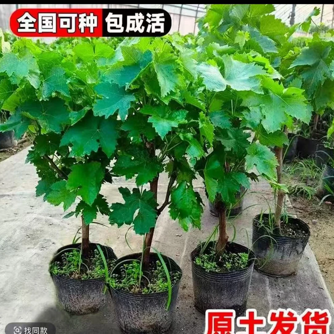 葡萄树苗庭院地栽阳台盆栽南北方种植