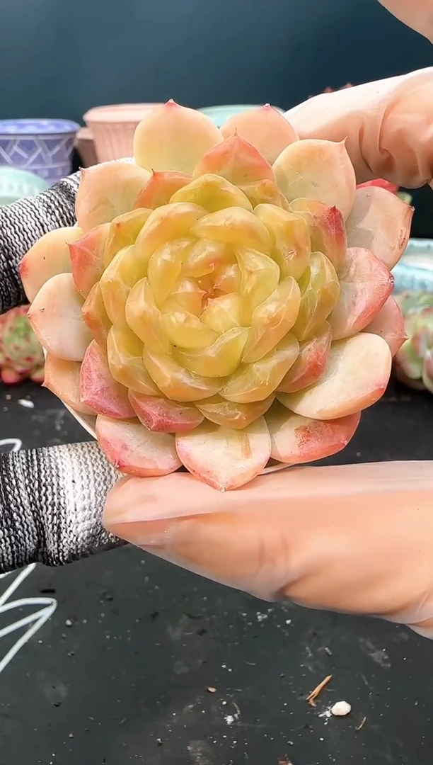 2  726 z0518  （冠幅 6.5 cm）