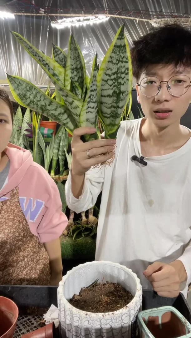 矮脚金边裸根4棵9.9