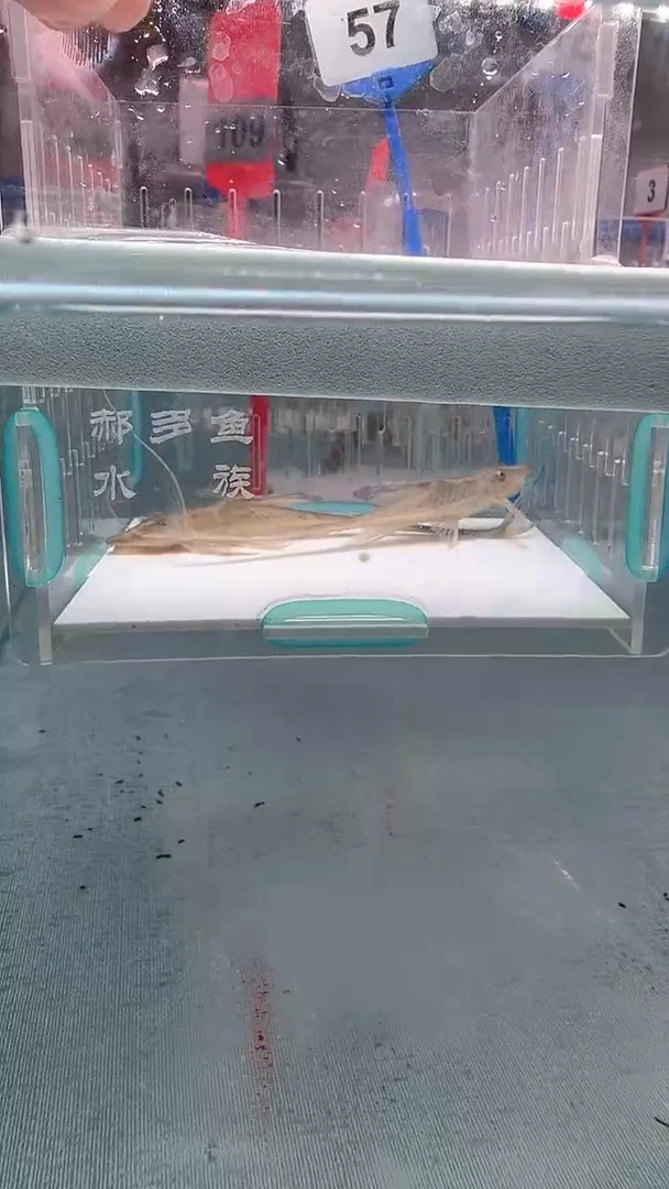 清道夫9+不包入缸损57