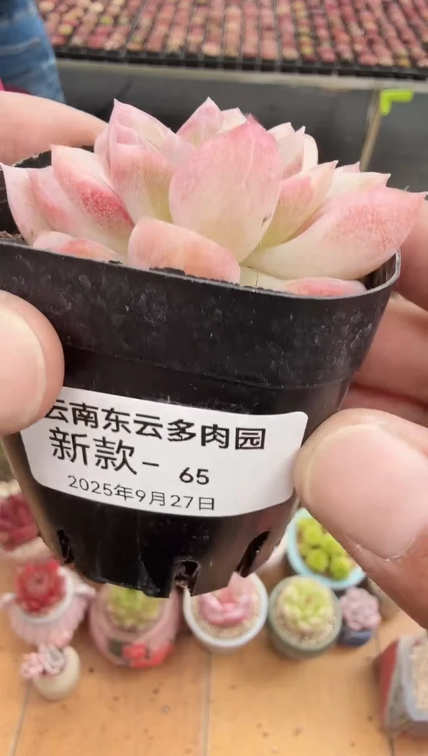 东云多肉园新款-65