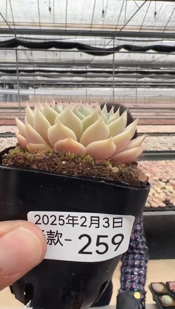 【闪购商品】新款多肉-259