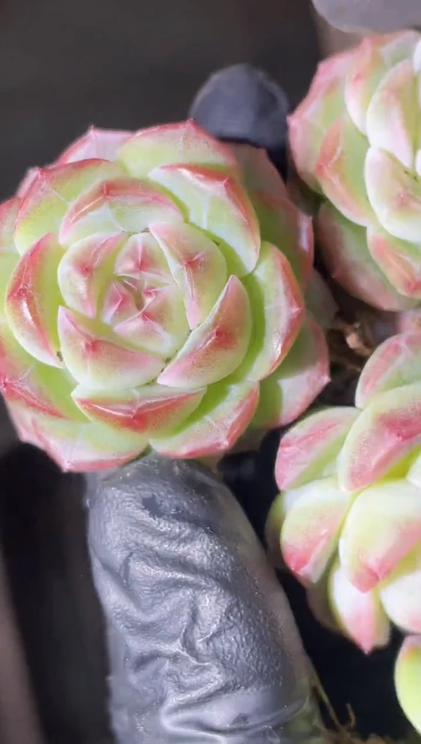 闪购1373   琉璃珠多肉一颗2-3厘米