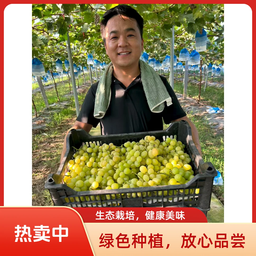 阳光玫瑰有机转换葡萄绿色食品不上化肥不膨大自然熟现摘现卖孕妇