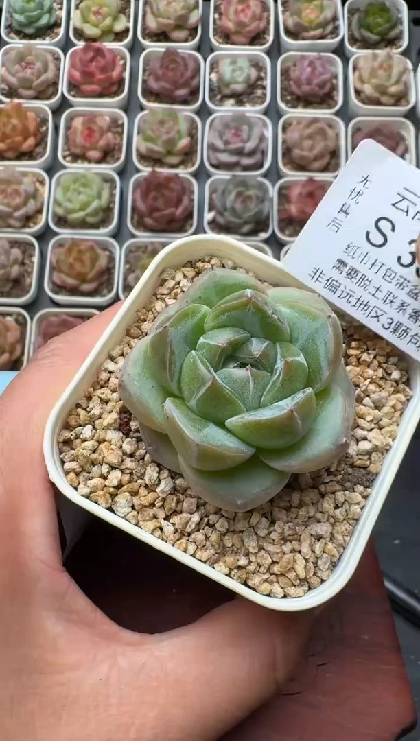 359S带盆土发 当场拍3颗以上包柚 多肉植物 一物一拍