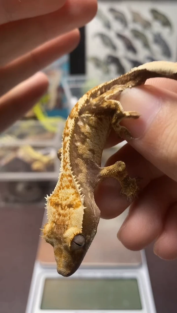 睫角守宫鳞与尾 Scale Tail 爬宠HJ10