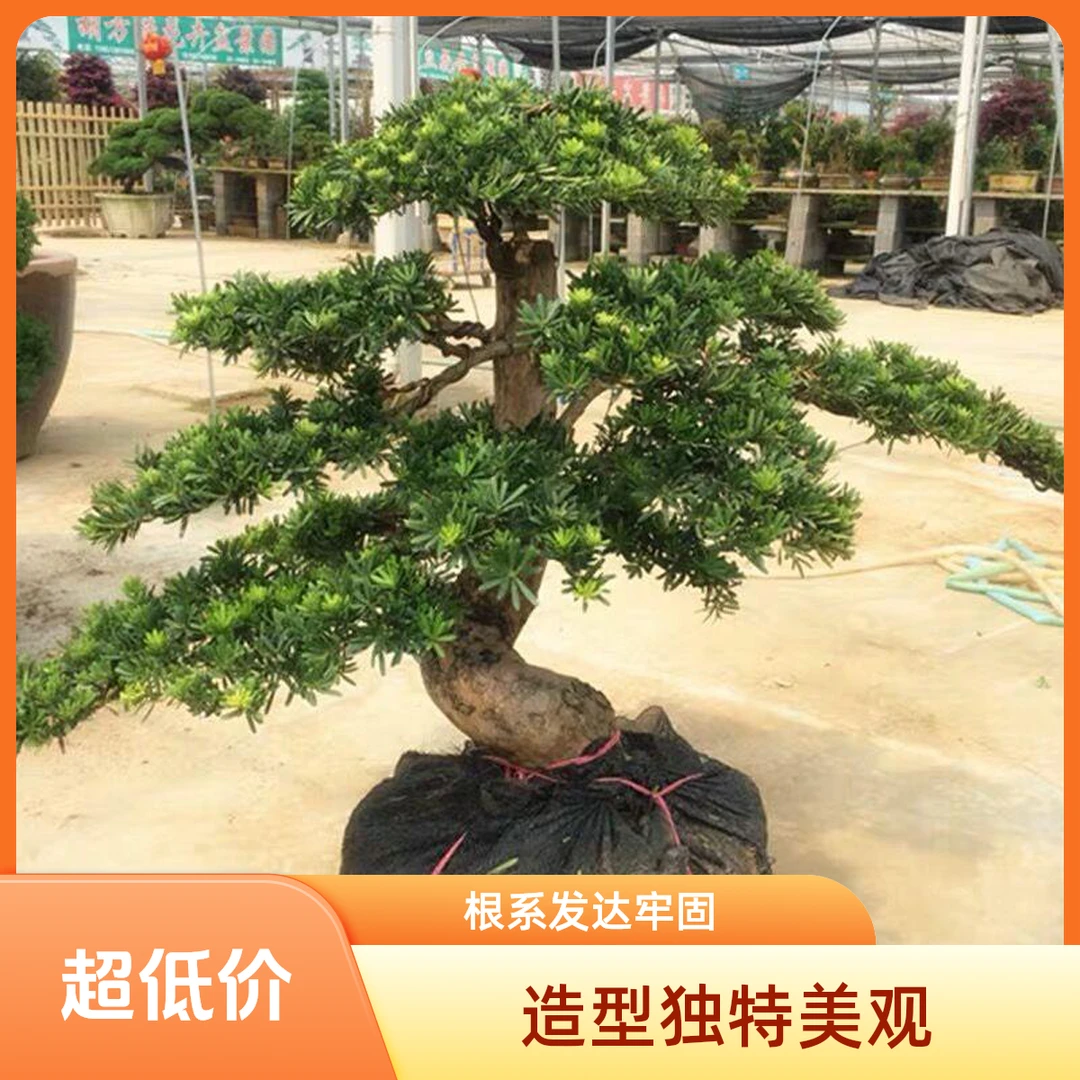 【品质厂家】罗汉松盆景老桩松树迎客松造型花卉盆栽真柏黄杨五针松