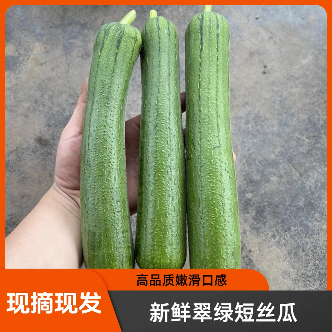 山东新鲜采摘短丝瓜现摘现发应季蔬菜