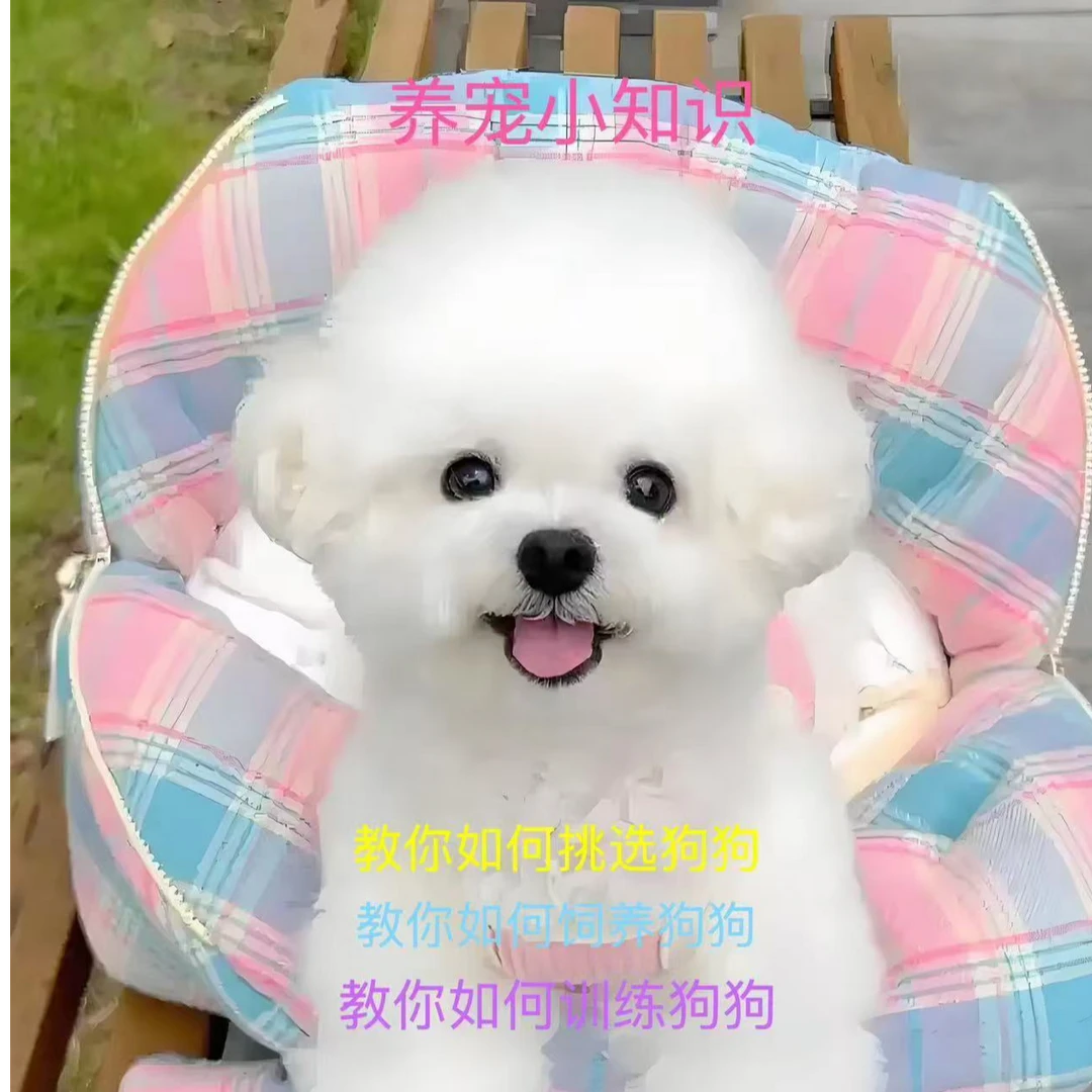 教你如何挑选狗狗和饲养训练