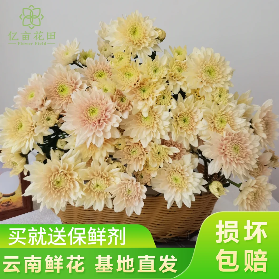 【新品福利】香草沙拉小雏菊10支【全店任意满2件发顺丰京东】鲜花
