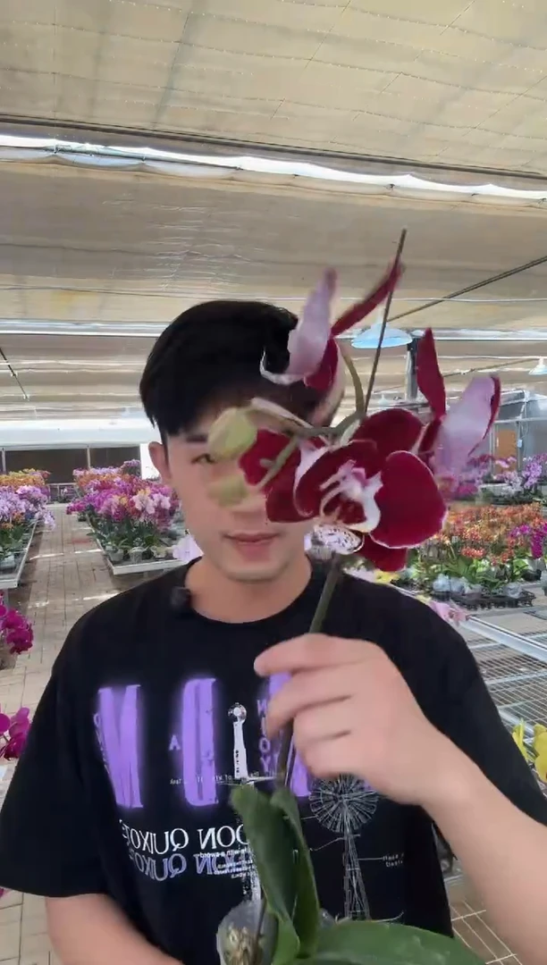 完全开放幻影苗情一般   不售后