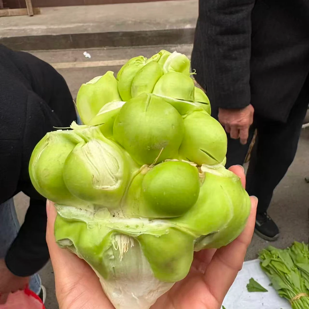 云阳农家瓜儿菜新鲜采摘包邮到家