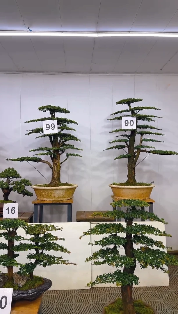 无花朵炽***℃一物一拍一物一拍