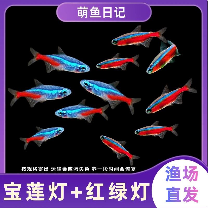 红绿灯宝莲灯小型热带灯科观赏鱼新手推荐草缸群游淡水鱼