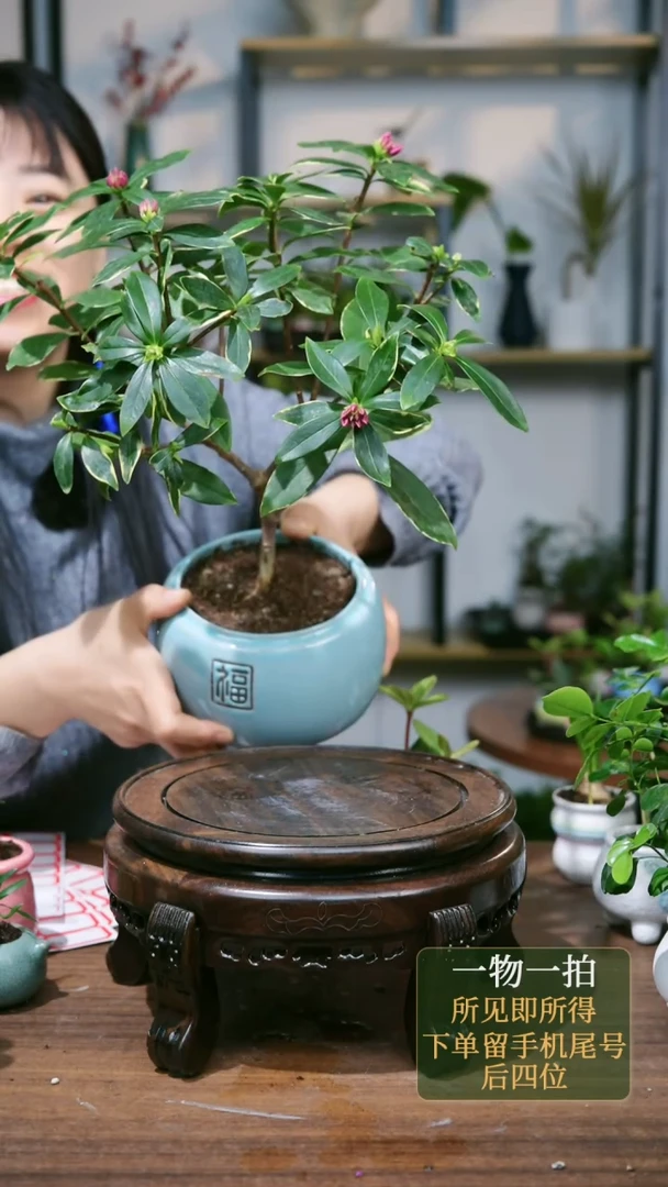 【闪购商品】184--6688瑞香蓝福