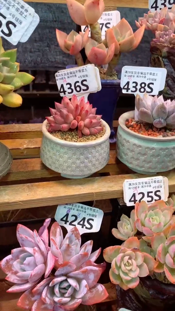 436S(一物一拍实付满28发货，默认不带盆土）