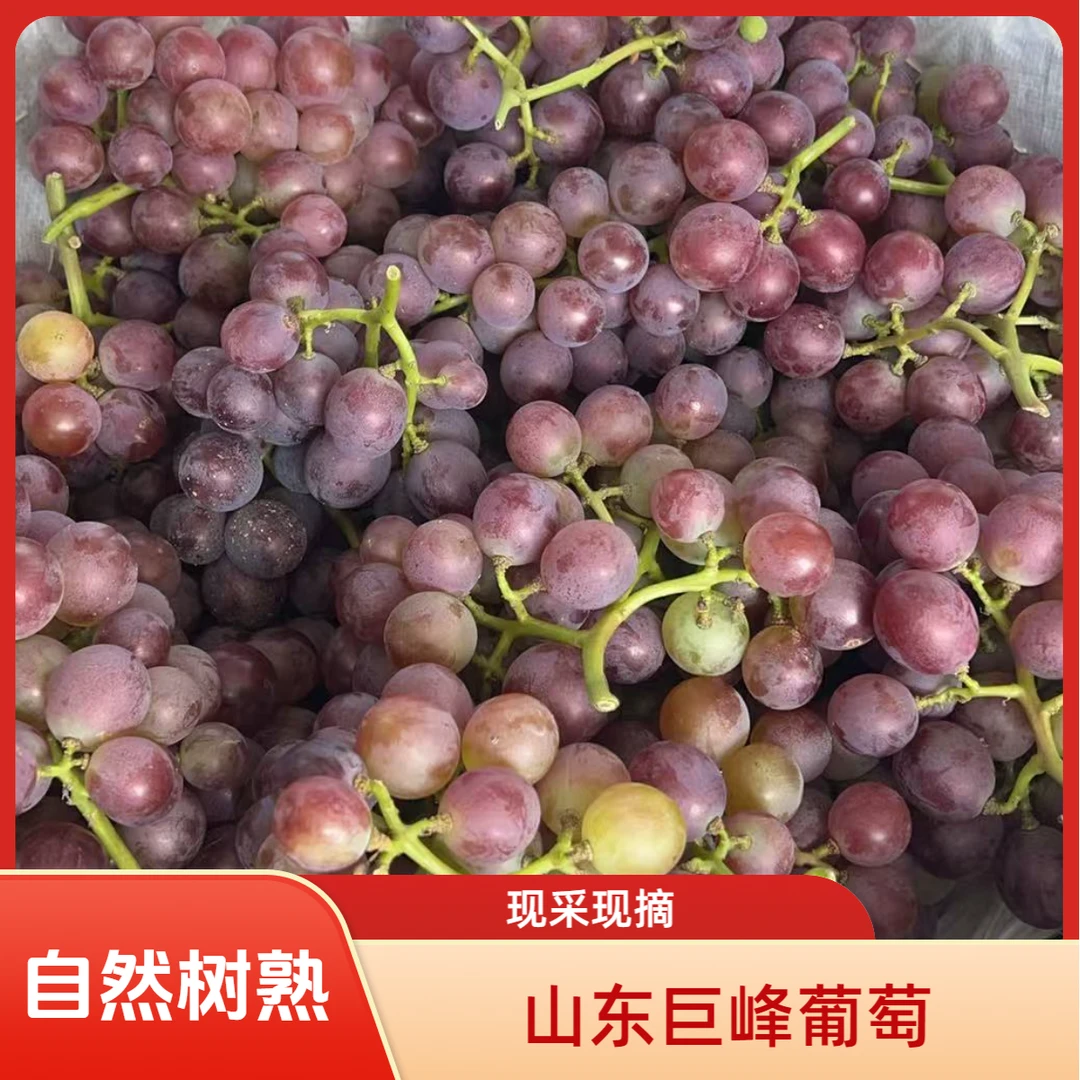 山东巨峰葡萄 童年味道口感依旧 20年以上老树 自然树熟 顺丰冷链