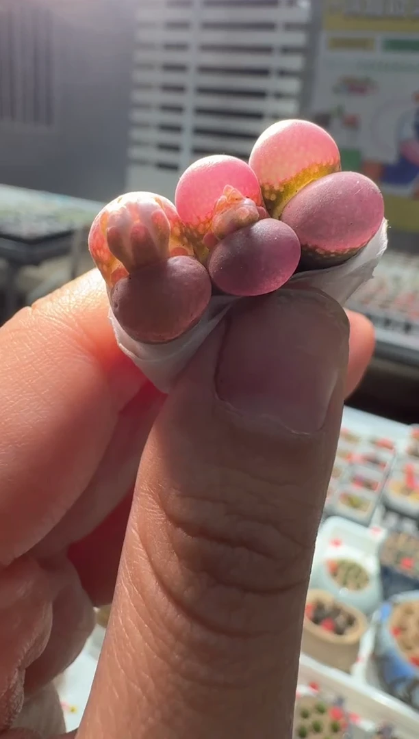 207多肉植物肉锥紫衣纱一颗