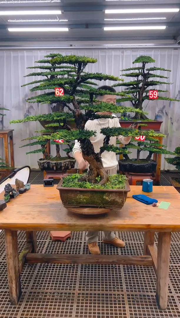 无花朵?****?精品盆景直播间一物一拍