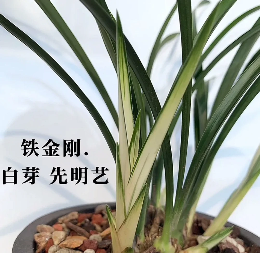 建兰（铁骨金刚）清香好养适合室内阳台的绿植盆栽