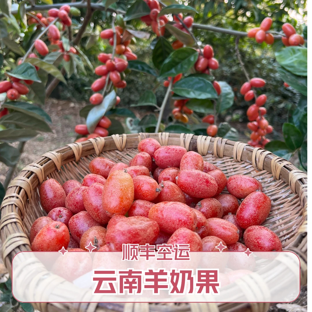 羊奶果精选大果(顺丰空运)云南临沧酸甜羊奶果新鲜应季稀有水果