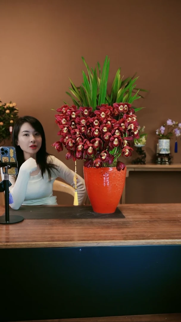 【闪购商品】盆景红袍拱兰 红