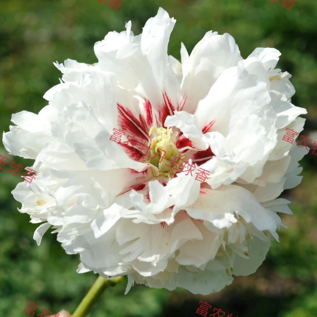 富农紫斑牡丹浓香型品种玉球香