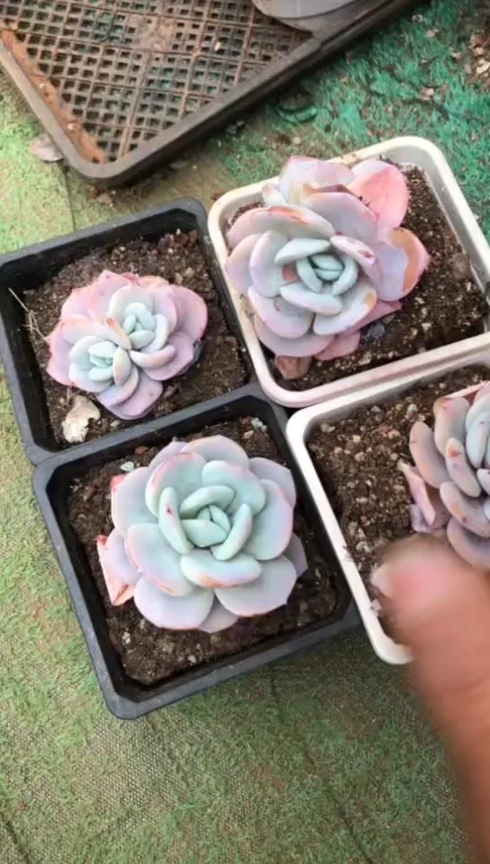 【闪购商品】精控奶茶9.9米