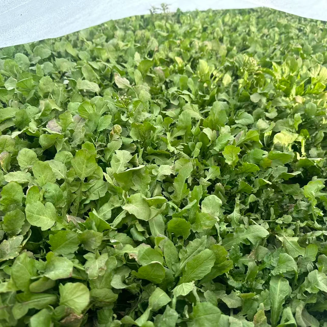 新鲜荠荠菜河南老家特产新鲜现挖农家菜新鲜荠菜