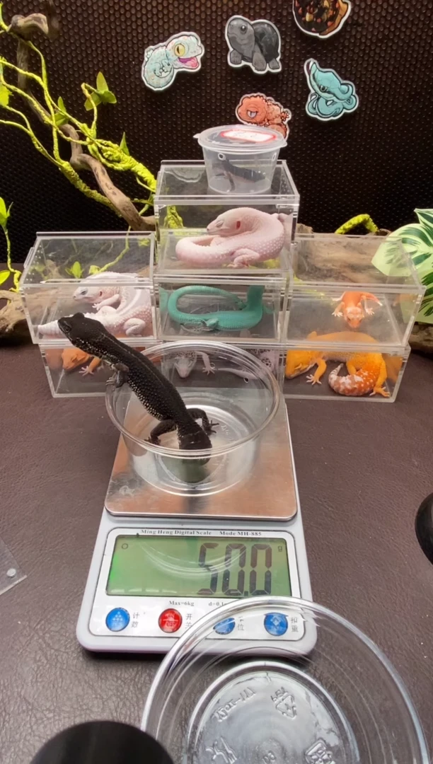 豹纹守宫鳞与尾 Scale Tail 爬宠黑夜成体