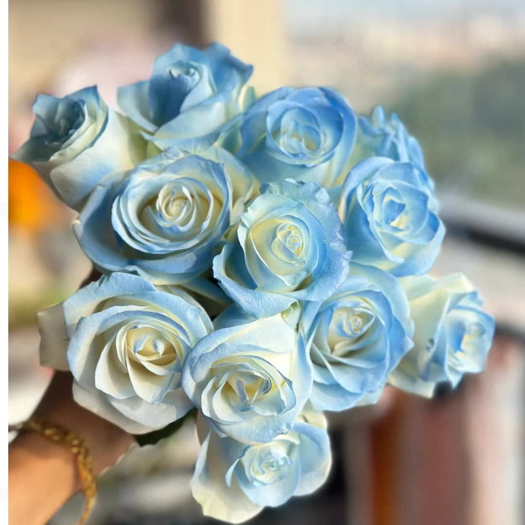 【骄傲碎冰蓝10支】云南鲜花基地直发鲜切手捧水养花任意三单送花瓶
