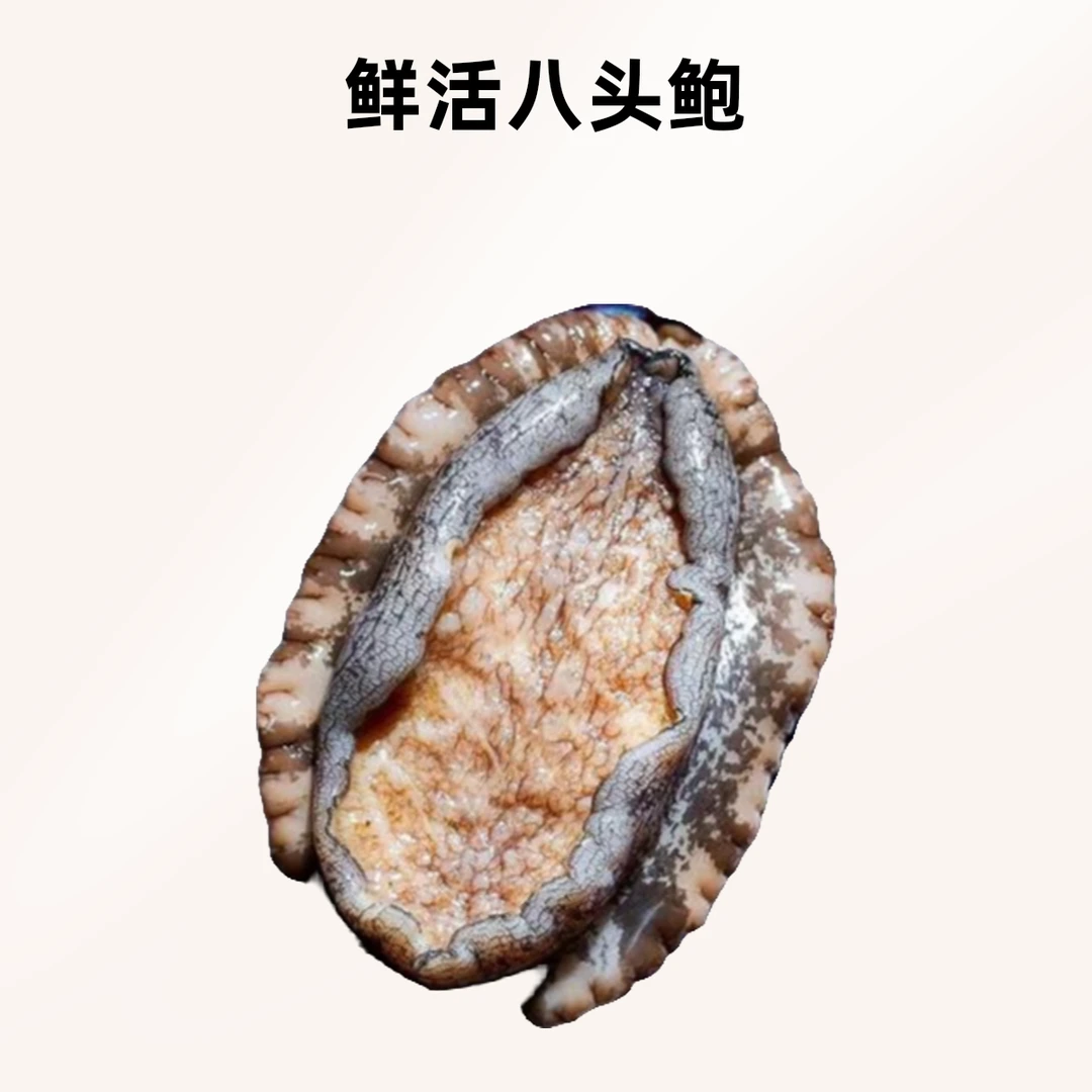 四头鲍（125+g）一只