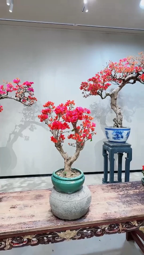 【闪购商品】盆景同安红