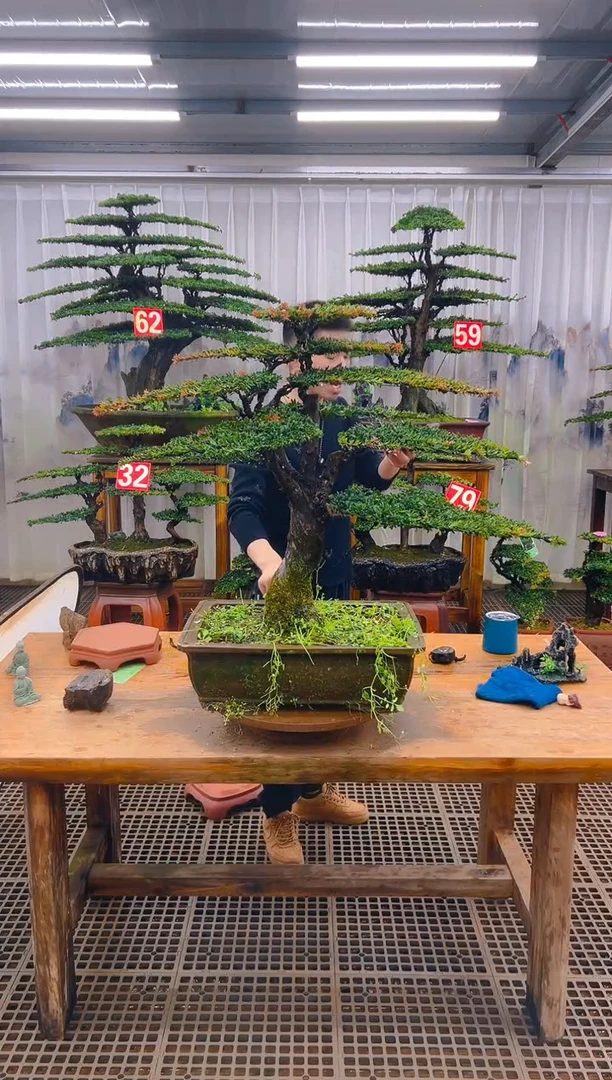 无花朵W*y精品盆景直播间一物一拍