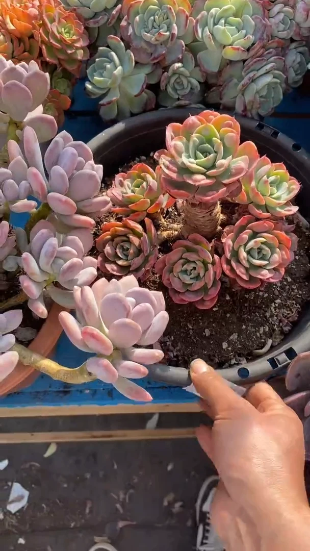 【闪购商品】2005雨滴