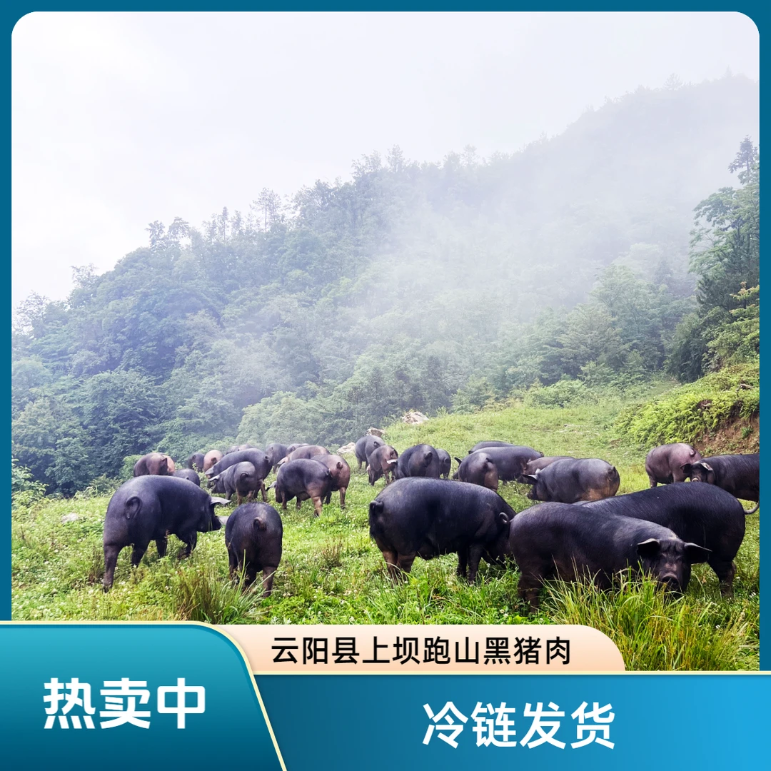 云阳县上坝跑山黑猪鲜五花肉后腿肉排骨里脊猪脚龙骨