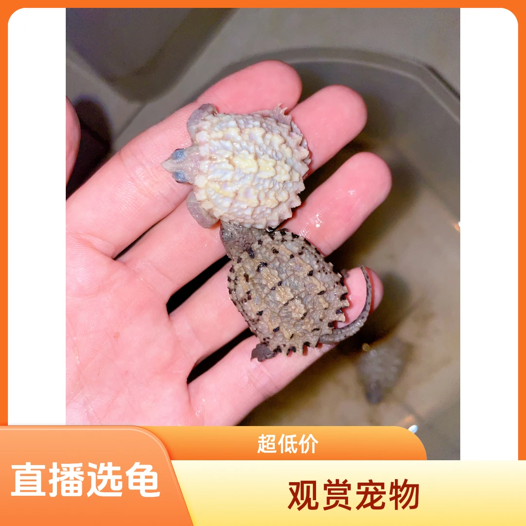 【直播选龟链接】宠物观赏龟