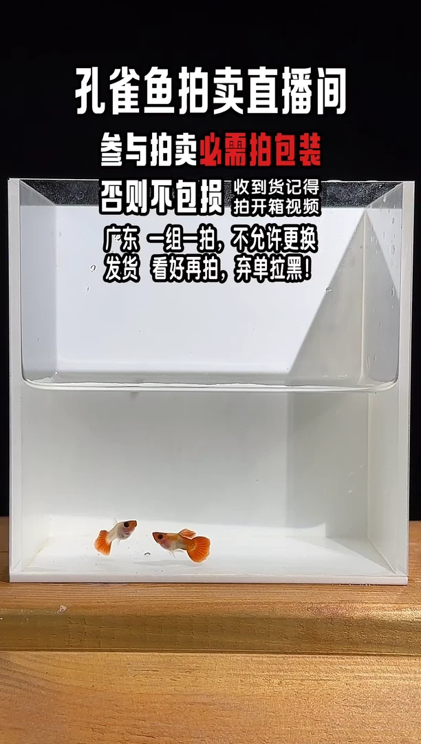 孔雀鱼红头玻璃猫1对