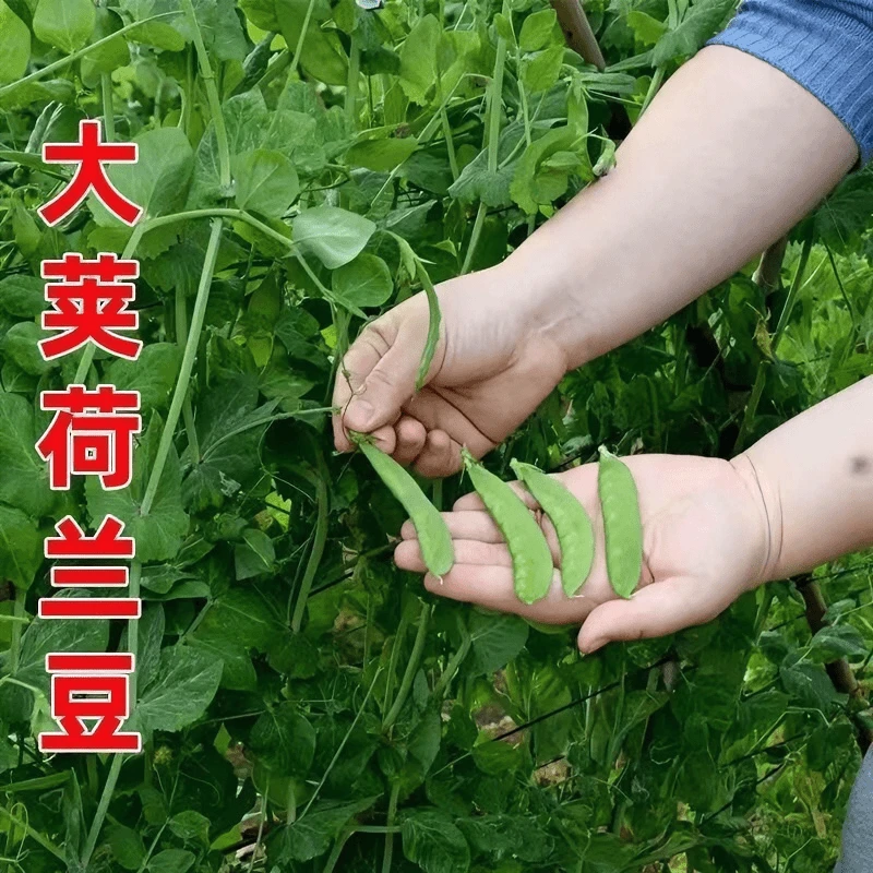 【满5元包邮】软荚荷兰豆种子春秋四季播种脆甜荷兰豆现摘阳台庭