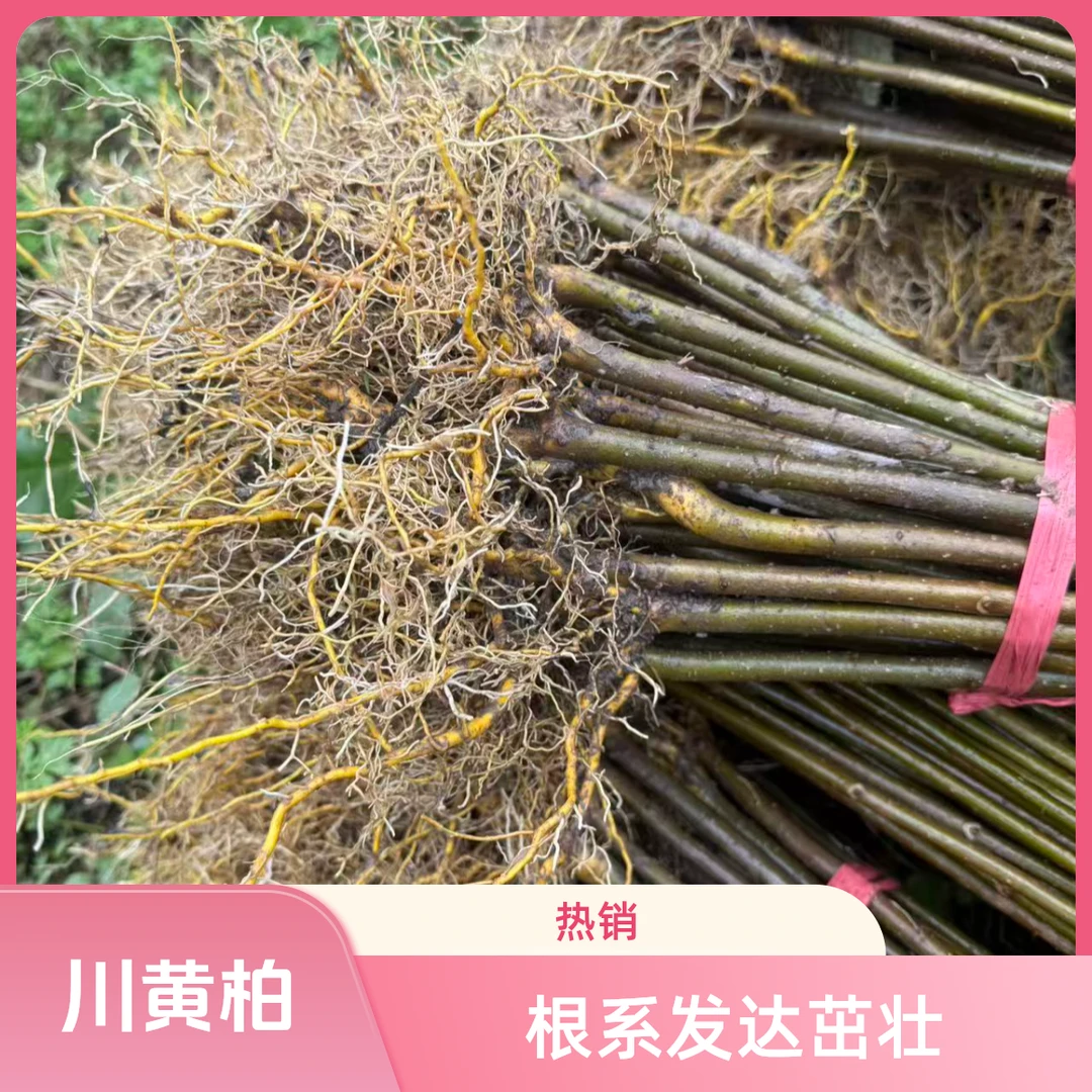 厚皮川黄柏树苗可剥皮黄柏适合造林种植黄柏树苗高山黄柏